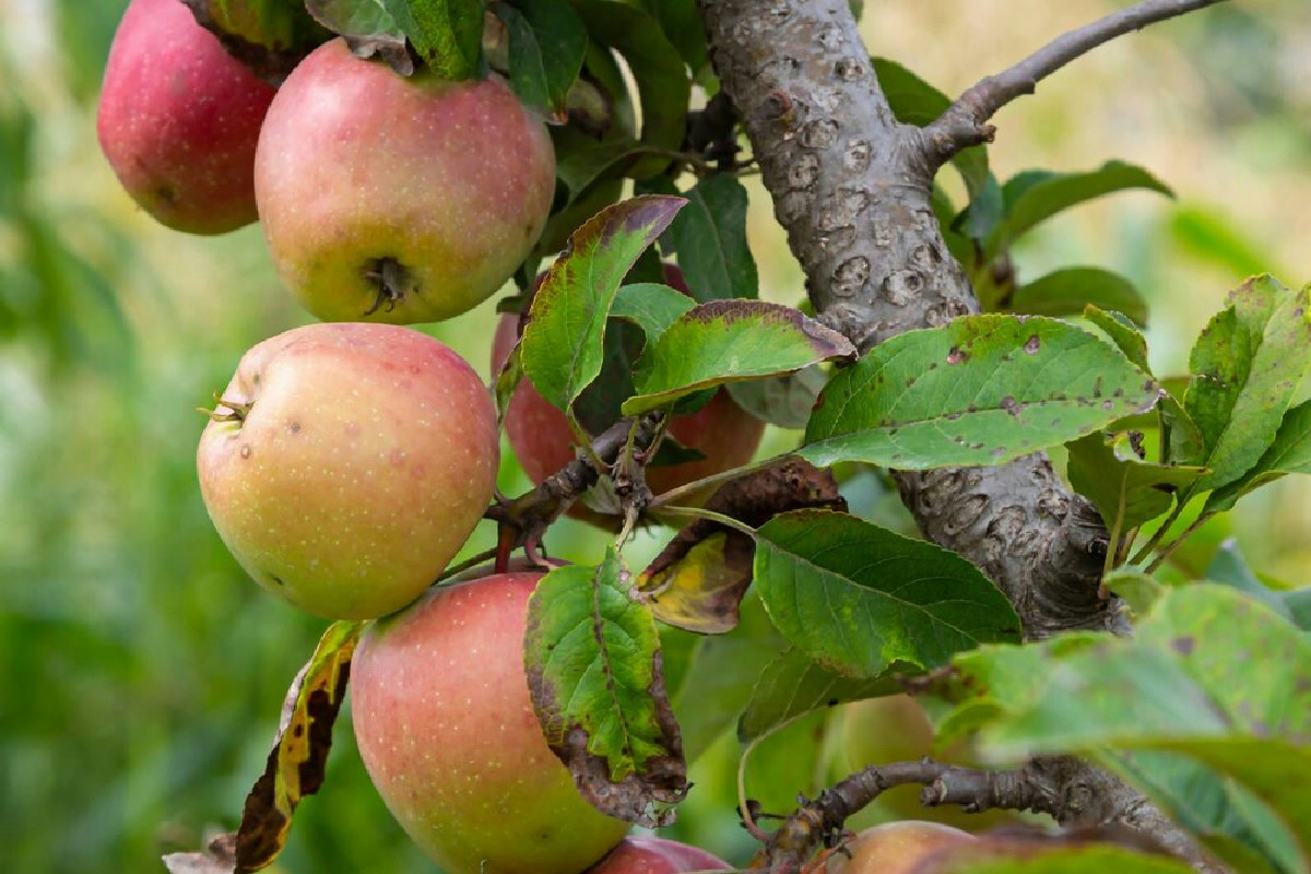Consigli essenziali per coltivare il melo e valorizzare al meglio questo albero da frutto rigoglioso