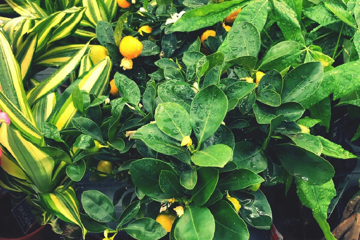 Cosa serve per ottenere piante da frutto rigogliose e produttive tutto l’anno nel giardino