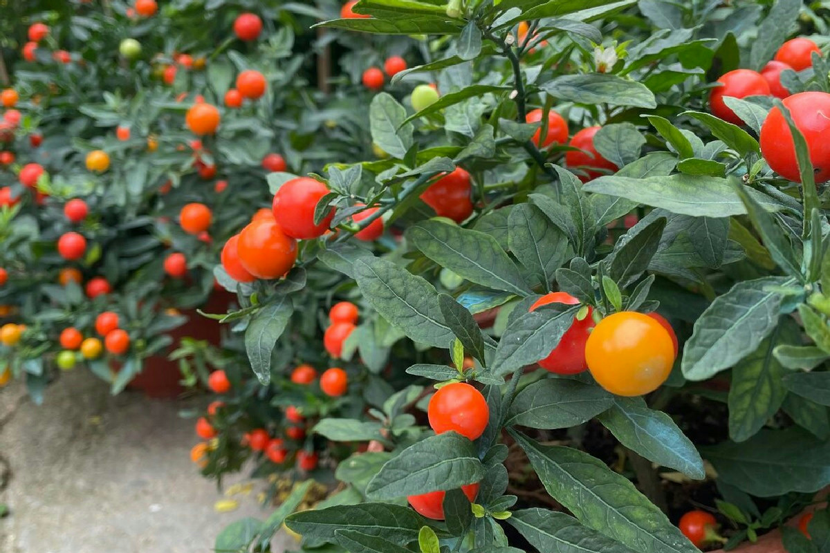 Cosa serve per ottenere piante da frutto rigogliose e produttive tutto l’anno nel giardino