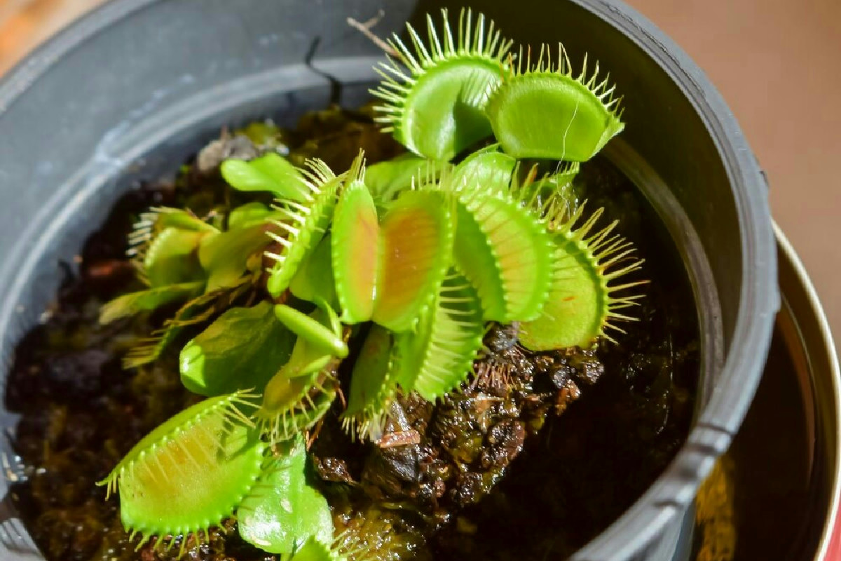 Dionaea muscipula: cosa rende questa pianta carnivora tra le più rare e affascinanti del giardino