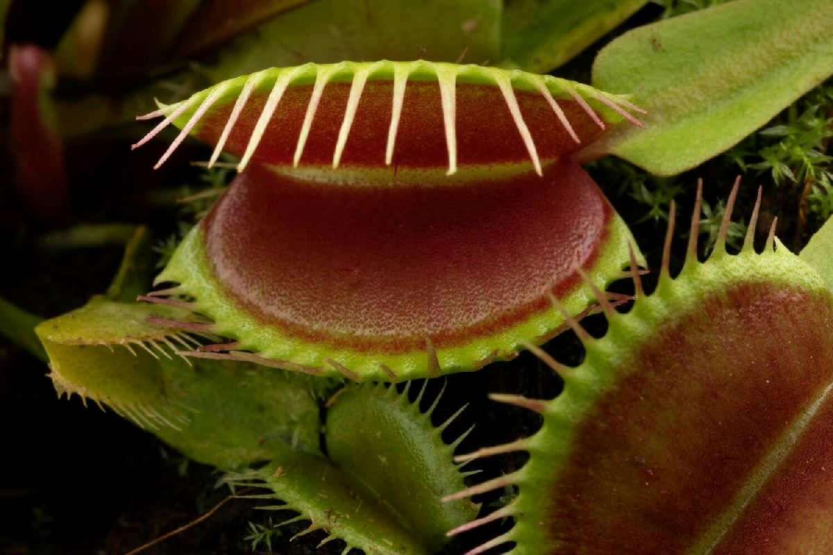 Dionaea muscipula: cosa rende questa pianta carnivora tra le più rare e affascinanti del giardino