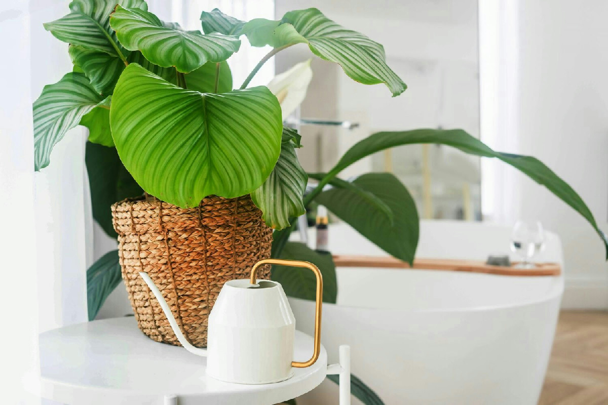 Piante ideali per rendere il bagno elegante, fresco e pratico con semplici scelte verdi