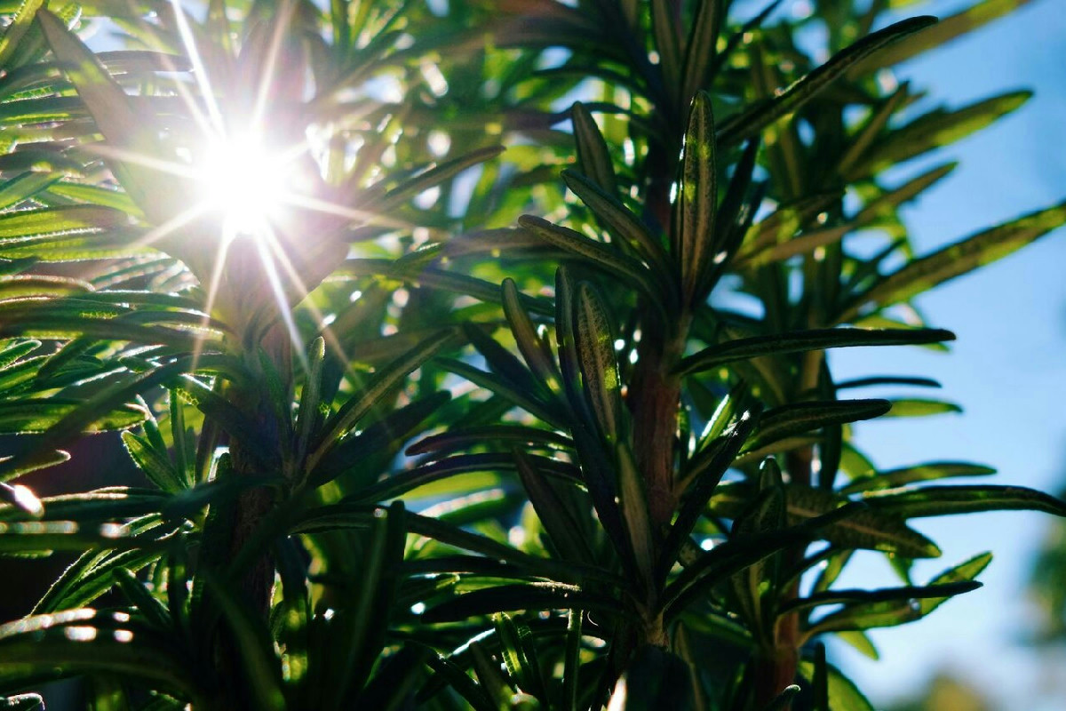 Le piante che prosperano al sole diretto e donano colori vivaci a ogni giardino e spazio verde