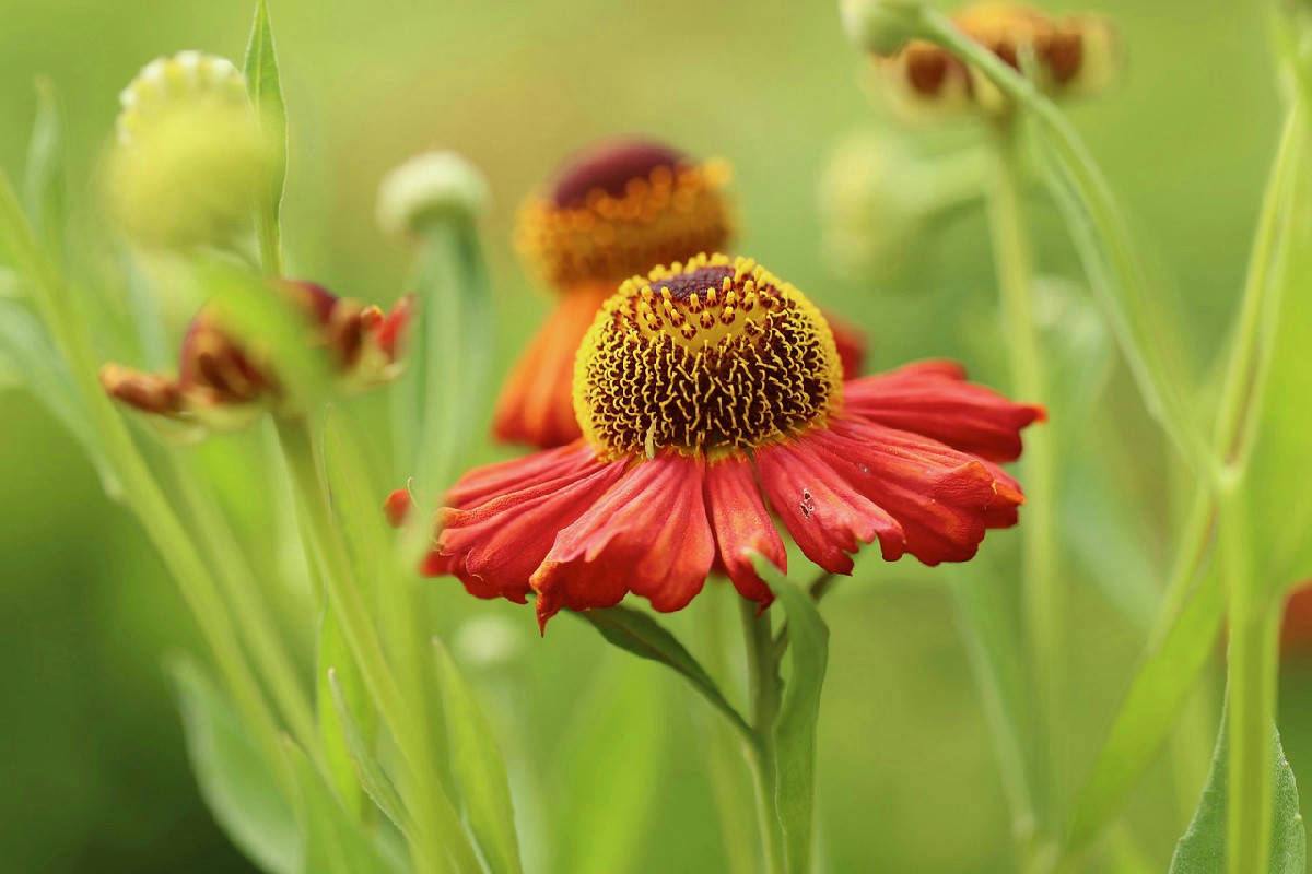 Le piante che prosperano al sole diretto e donano colori vivaci a ogni giardino e spazio verde
