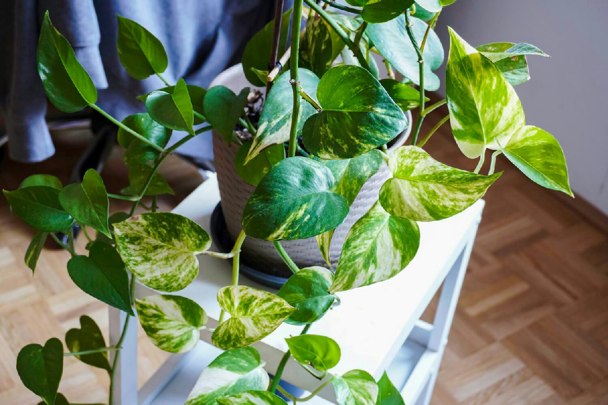 Il Pothos in casa: perché questa pianta resta sempre verde anche se la dimentichi per giorni