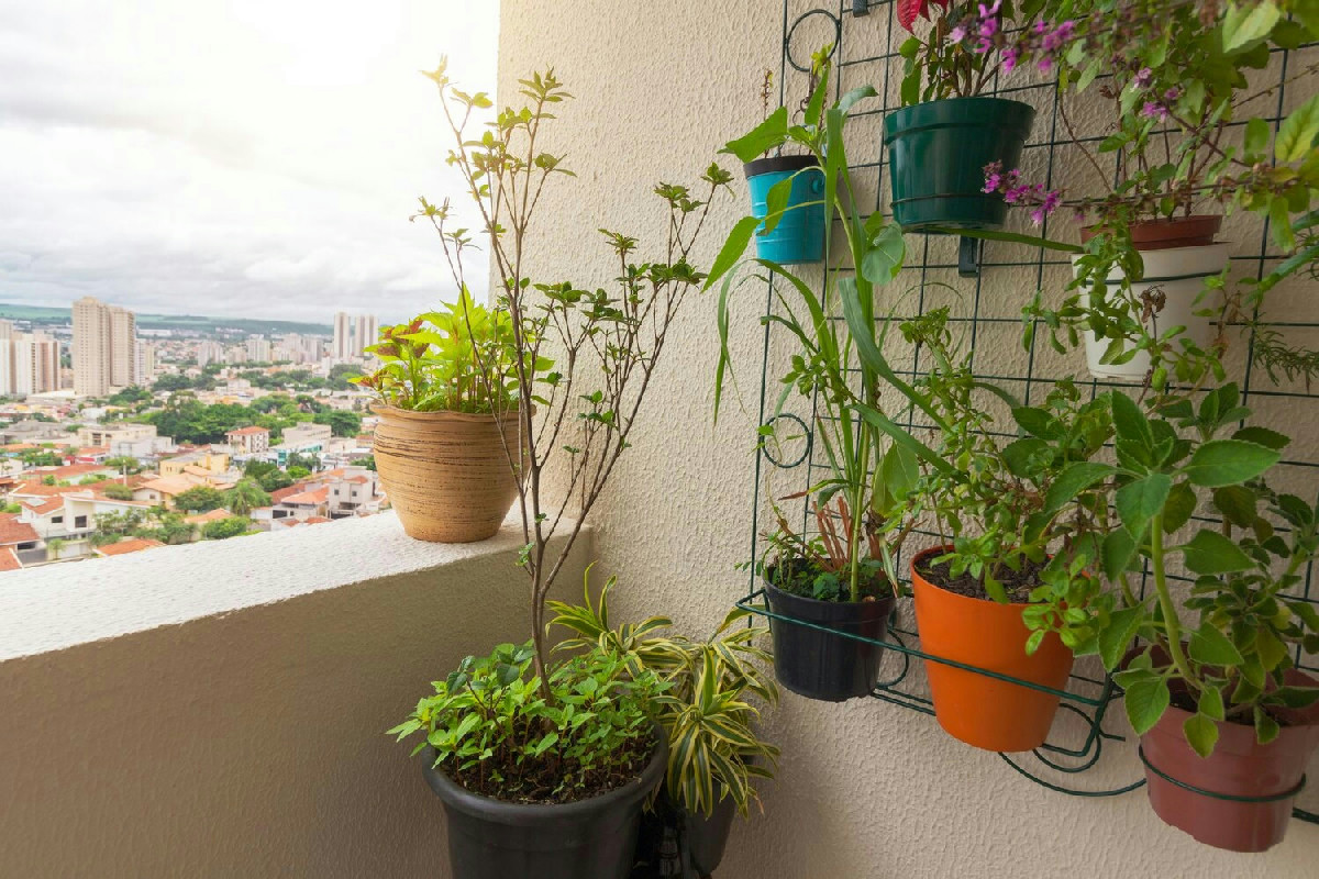 Quali piante crescono sul balcone per trasformare ogni spazio in un’oasi verde di pace e relax