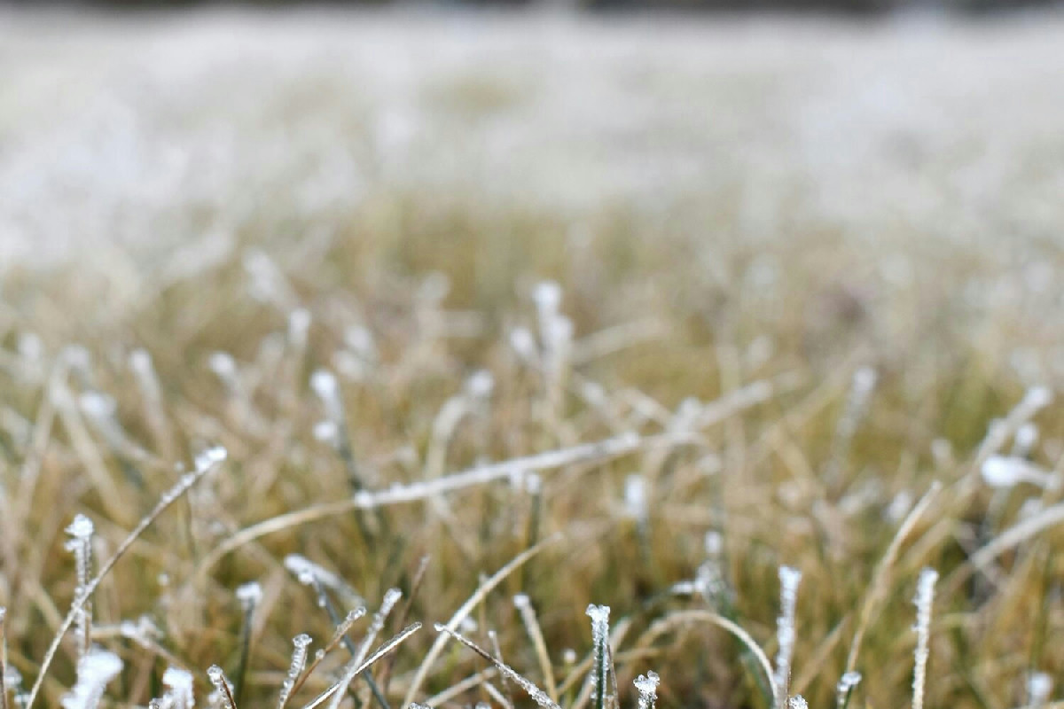 Strategie efficaci per mantenere il prato rigoglioso durante l’inverno con cure essenziali per un verde sano