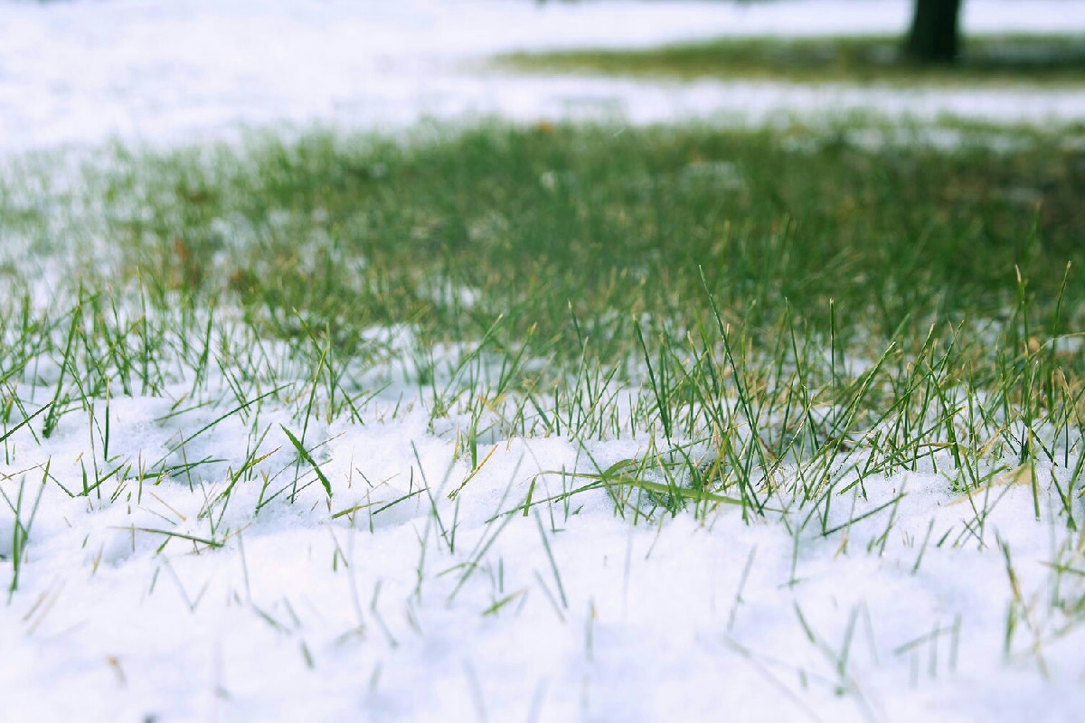 Strategie efficaci per mantenere il prato rigoglioso durante l’inverno con cure essenziali per un verde sano
